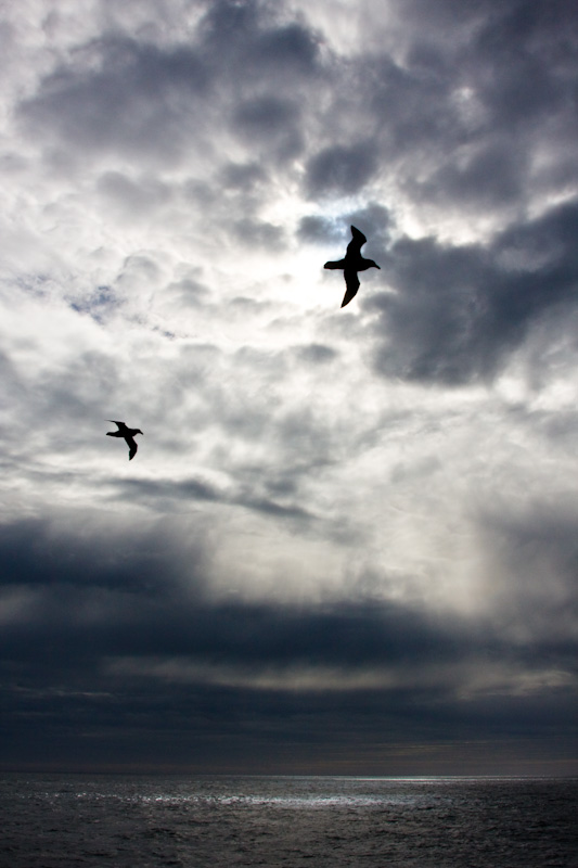 Southern Giant Petrels Silhouetted Against Sky